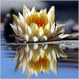 Reflections